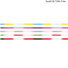 Kordela Rythmikis Gymnastikis Polixromi Agonistiki Sasaki M-71HG-F 6m High Pitch Gradation FIG Color Chart MelizDanceShop